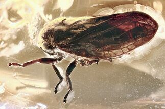 Fossil Froghopper (Cercopoidea) In Baltic Amber - Excellent Eyes #310807