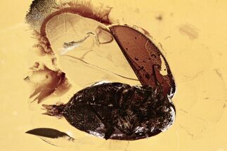 Detailed Fossil Male Marsh Beetle (Scirtidae) in Baltic Amber #310862