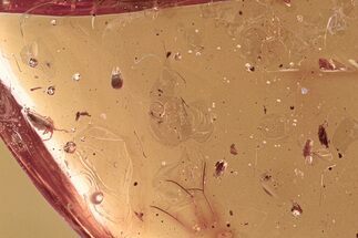 Fossil Mites, Springtail, and Gall Midge In Baltic Amber #310935