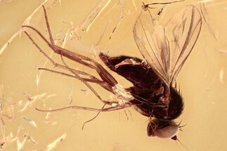 Fossil Fly (Dolichopodidae) in Baltic Amber - Excellent Eyes #310941