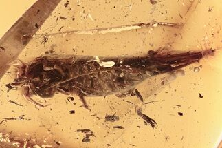 Fossil Bristletail (Machilidae) In Baltic Amber #310945