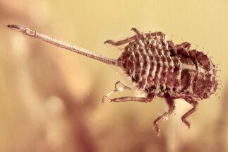 Detailed Fossil Spiny Aphid (Aphidoidea) in Baltic Amber #310946