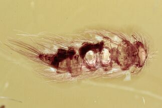 Fossil Bristle Millipede (Synxenidae) in Baltic Amber #310962