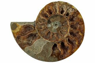 Cut & Polished Ammonite Fossil (Half) - Crystal Pockets #310667