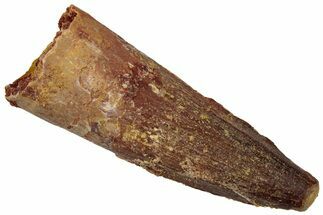 Fossil Spinosaurus Tooth - Real Dinosaur Tooth #310832