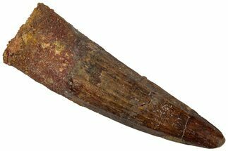 Fossil Spinosaurus Tooth - Real Dinosaur Tooth #310848