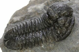 Big, Fat Gerastos Trilobite Fossil - Morocco #311059