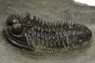 Detailed Gerastos Trilobite Fossil - Morocco #311062