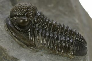 Detailed Gerastos Trilobite Fossil - Morocco #311067