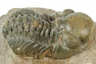 Reedops Trilobite - Atchana, Morocco #311150