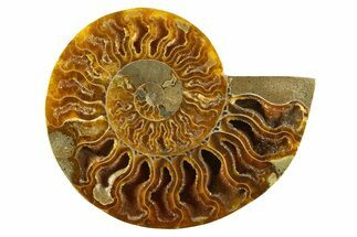 Cut & Polished Ammonite Fossil (Half) - Crystal Pockets #310659