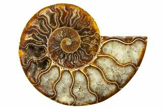 Cut & Polished Ammonite Fossil (Half) - Madagascar #310662