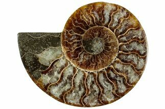 Cut & Polished Ammonite Fossil (Half) - Madagascar #310726