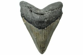 Serrated, Fossil Megalodon Tooth - North Carolina #311107