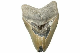 Bargain, Fossil Megalodon Tooth - North Carolina #311108