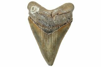 Serrated, Juvenile Megalodon Tooth - North Carolina #311118