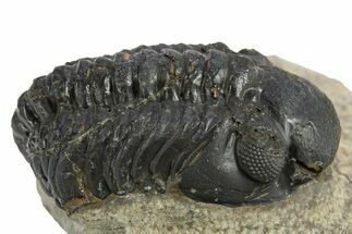 Reedops Trilobite - Atchana, Morocco #311196