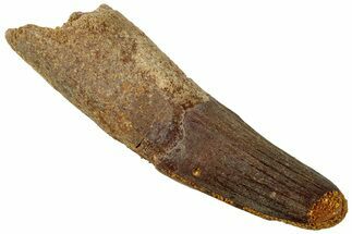 Fossil Spinosaurus Tooth - Real Dinosaur Tooth #311158