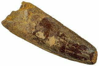 Fossil Spinosaurus Tooth - Real Dinosaur Tooth #311165