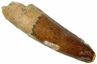 Real Fossil Spinosaurus Tooth - Feeding Worn Tip #311174