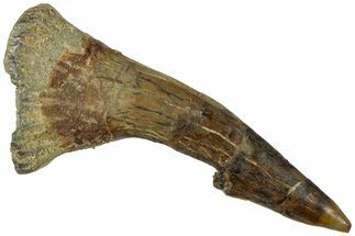 Fossil Sawfish (Onchopristis) Rostral Barb - Morocco #311214