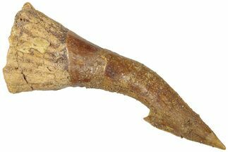 Bargain, Fossil Sawfish (Onchopristis) Rostral Barb - Morocco #311220