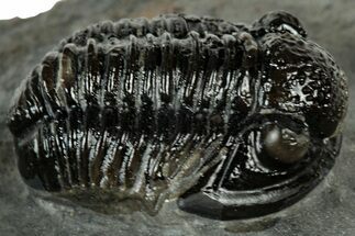 Detailed Gerastos Trilobite Fossil - Morocco #311235