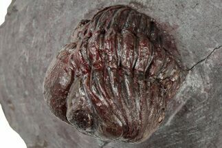 Enrolled, Red Morocops Trilobite - Hmar Laghdad, Morocco #311254