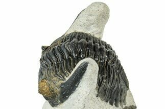 Curled Hollardops Trilobite - Orange Eye Preservation #311256