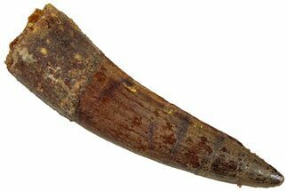 Fossil Spinosaurus Tooth - Real Dinosaur Tooth #311265