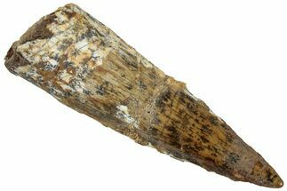 Fossil Spinosaurus Tooth - Real Dinosaur Tooth #311272