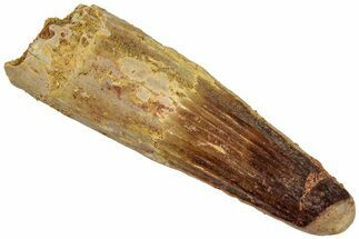 Real Fossil Spinosaurus Tooth - Feeding Worn Tip #311285