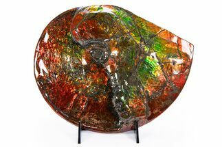 Ammonite Fossil with Mosasaur Bite Marks - Precious Ammolite! #311334