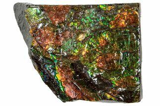 Iridescent Ammolite (Fossil Ammonite Shell) - Alberta #311355