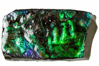 Iridescent Ammolite (Fossil Ammonite Shell) - Alberta #311398