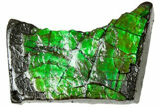 Iridescent Ammolite (Fossil Ammonite Shell) - Alberta #311403