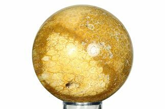 Gorgeous, Polished Fossil Coral Sphere - Indonesia #311575