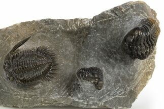 Mrakibina Trilobite With Austerops & Morocops - Mrakib, Morocco #311511