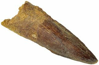 Fossil Spinosaurus Tooth - Real Dinosaur Tooth #311767