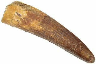 Fossil Spinosaurus Tooth - Real Dinosaur Tooth #311799