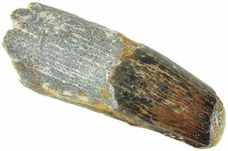 Fossil Spinosaurus Tooth - Feeding Worn Tip #311805