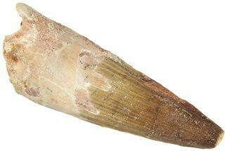 Fossil Spinosaurus Tooth - Real Dinosaur Tooth #311806