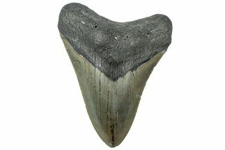 Serrated, Fossil Megalodon Tooth - North Carolina #311831