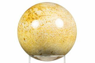 Polished Petrified Palmwood (Palmoxylon) Sphere - Texas #311718