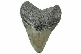 Serrated, Juvenile Megalodon Tooth - North Carolina #311845