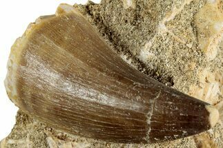 Fossil Mosasaur (Prognathodon) Tooth in Rock - Morocco #311862