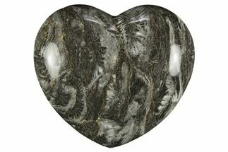 Polished Fossil Horn Coral Heart - Idaho #311949