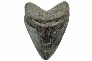 Fossil Megalodon Tooth - South Carolina #312027