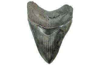 Serrated, Colorful, Fossil Megalodon Tooth - South Carolina #312033