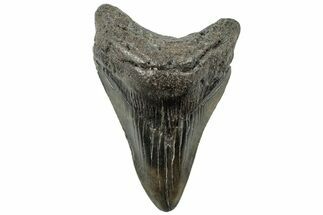 Fossil Megalodon Tooth - South Carolina #312037